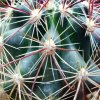 Sclerocactus_ polyancistrus_ 07